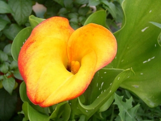 Cibuloviny Kala (Kornoutice) Zantedeschia CAPTAIN ROMANCE (1cibule) "D"